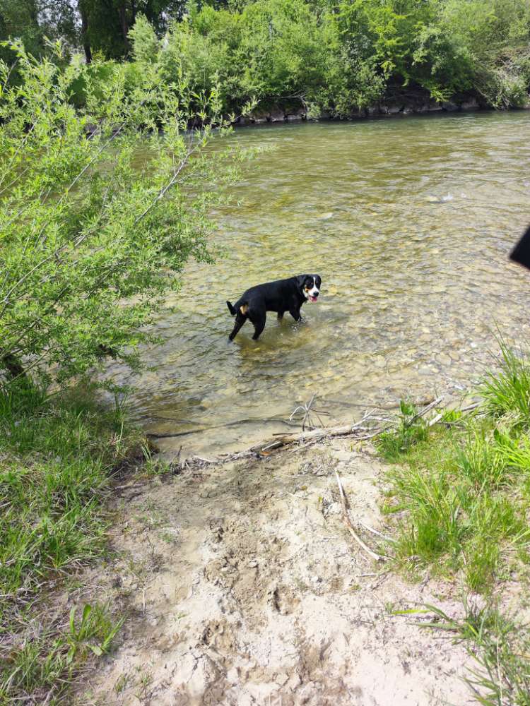Hundetreffen-Entspanntes Gassi/Spielen mit Schwerer Dame-Profilbild