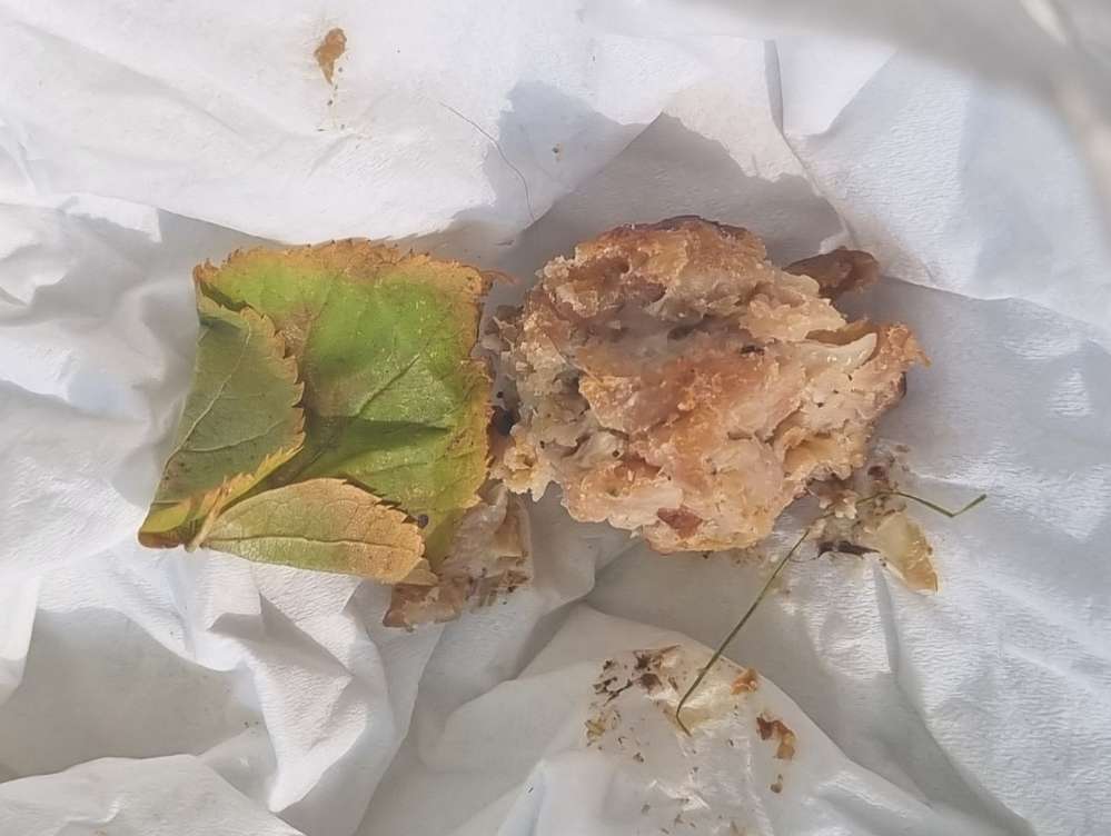 Giftköder-Ausgelegtes Fleisch-Profilbild