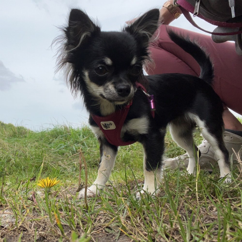 Hundetreffen-Chihuahua treffen Raum Scharbeutz-Profilbild