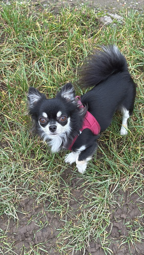 Hundetreffen-Soziale Spaziergänge-Profilbild