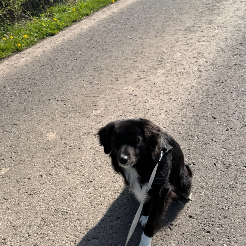Hundetreffen-Training/Austausch für Hundeanfänger-Profilbild