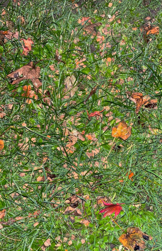 Giftköder-Trockenfutter ausgelegt - evtl. giftig?-Profilbild