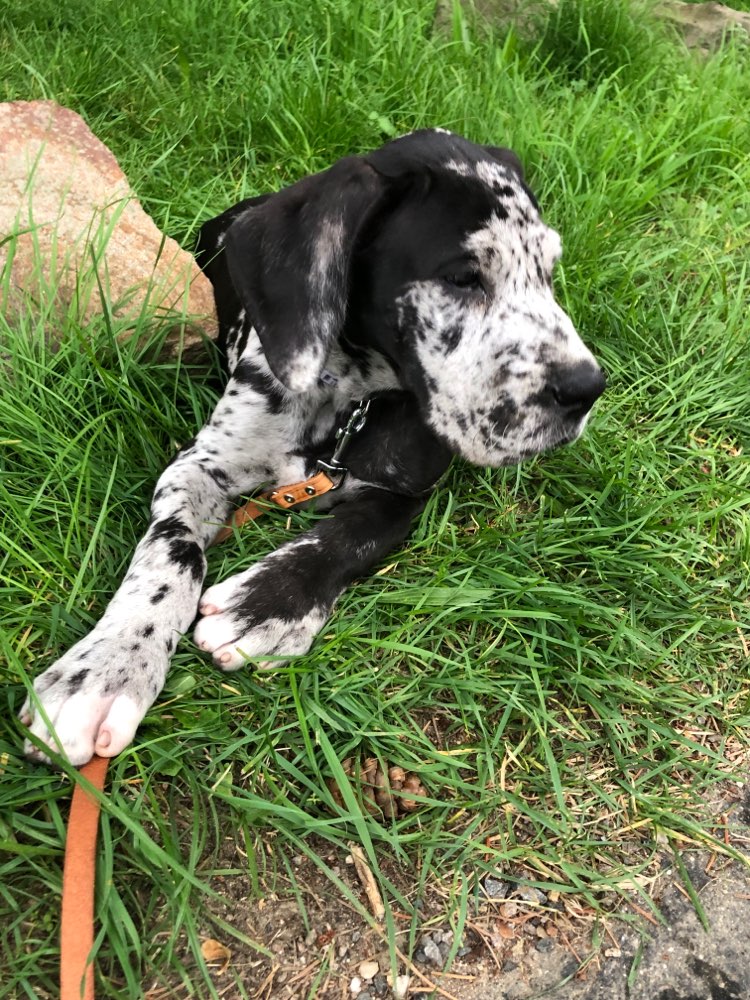 Hundetreffen-Welpen-/Junghundetreff-Profilbild