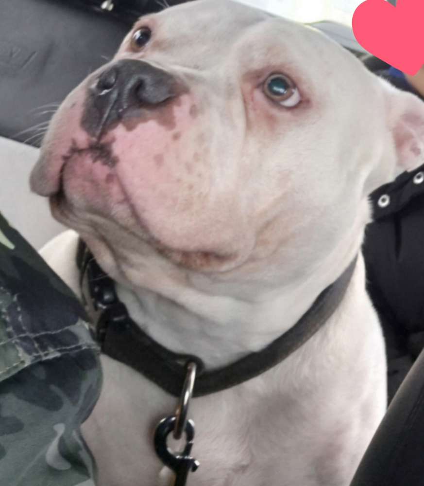 Hundetreffen-Spielpartner/-in-Profilbild