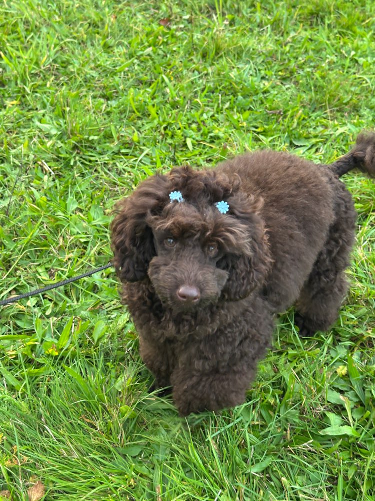 Hundetreffen-Spazieren und Spielen (Kleinhunde)-Profilbild