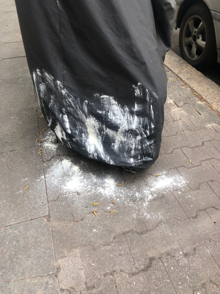 Giftköder-White powder-Profilbild