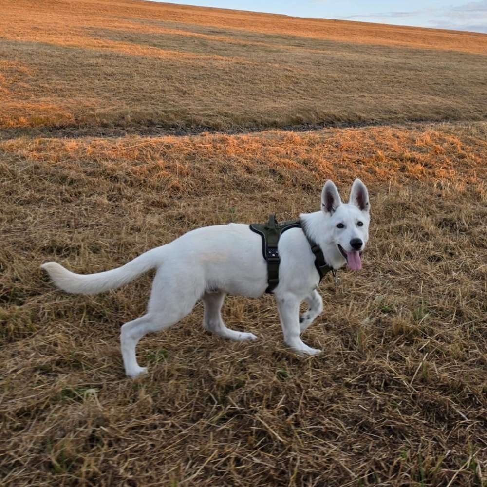 Hundetreffen-Hundefreunde für Cody-Profilbild