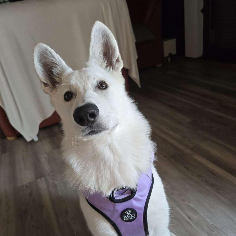 Hundetreffen-Hundefreunde für Cody-Profilbild