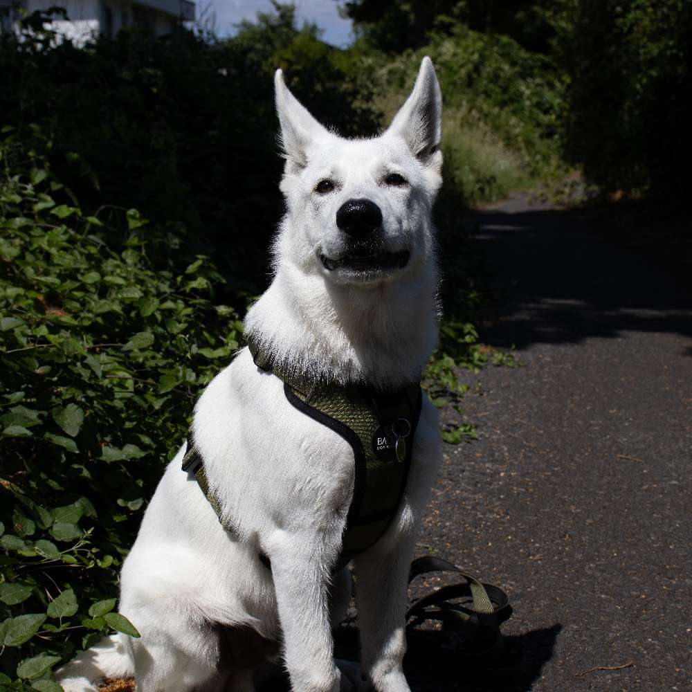 Hundetreffen-Hundefreunde für Cody-Profilbild