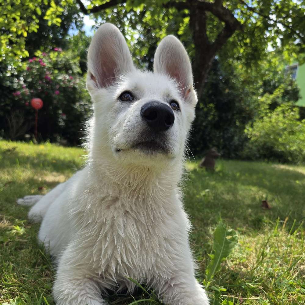 Hundetreffen-Hundefreunde für Cody-Profilbild