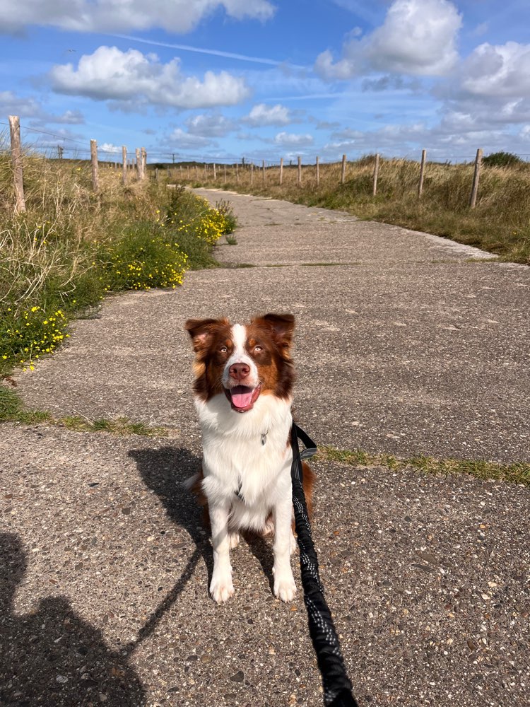 Hundetreffen-Gassirunde und Traingspartner gesucht!-Profilbild
