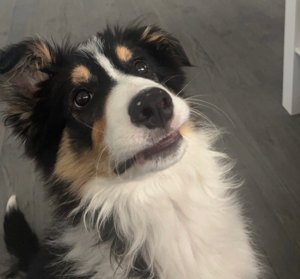 Hundetreffen-Spielgefährten gesucht! 🐶-Profilbild