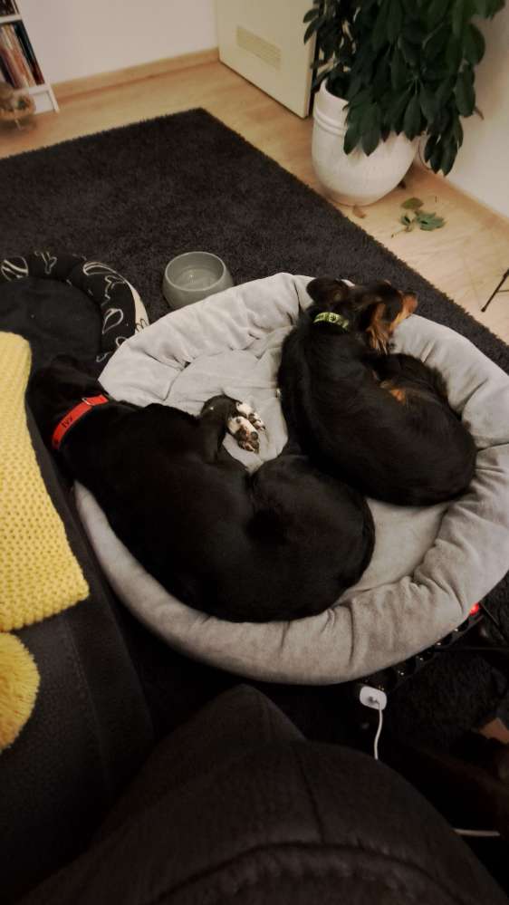 Hundetreffen-Kennenlern-/ Spiel- und Freudetreff-Profilbild