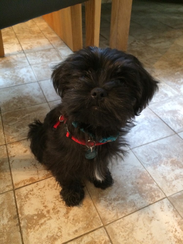 Hundetreffen-Welpentreffen im Schozachtal-Profilbild