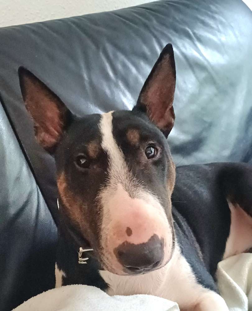 Hundetreffen-Mini Bullterrier-Profilbild