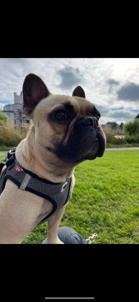 Hundetreffen-Bully sucht Spielfreunde-Profilbild