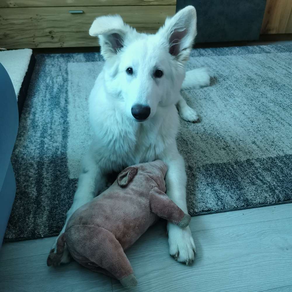 Hundetreffen-Junghundtreffen-Profilbild