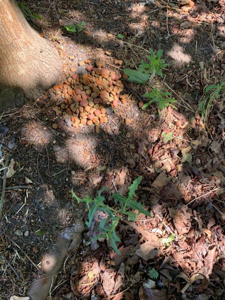 Giftköder-Giftköder (Trockenfutter)-Profilbild