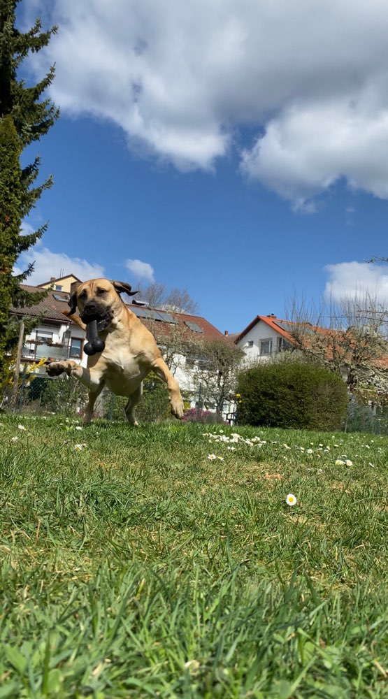 Hundetreffen-Amy sucht Freunde zum spielen 🐶-Profilbild