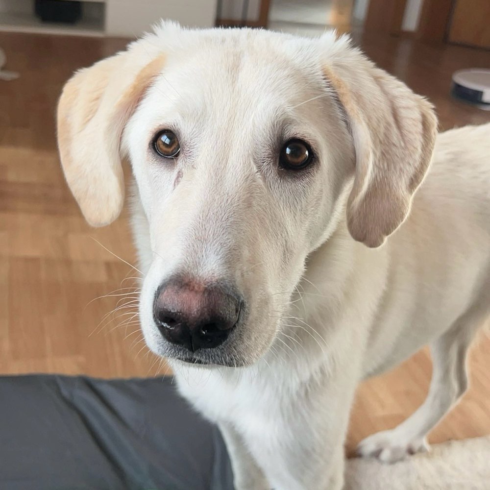 Hundetreffen-Spielkamerad/in gesucht 🐶-Profilbild