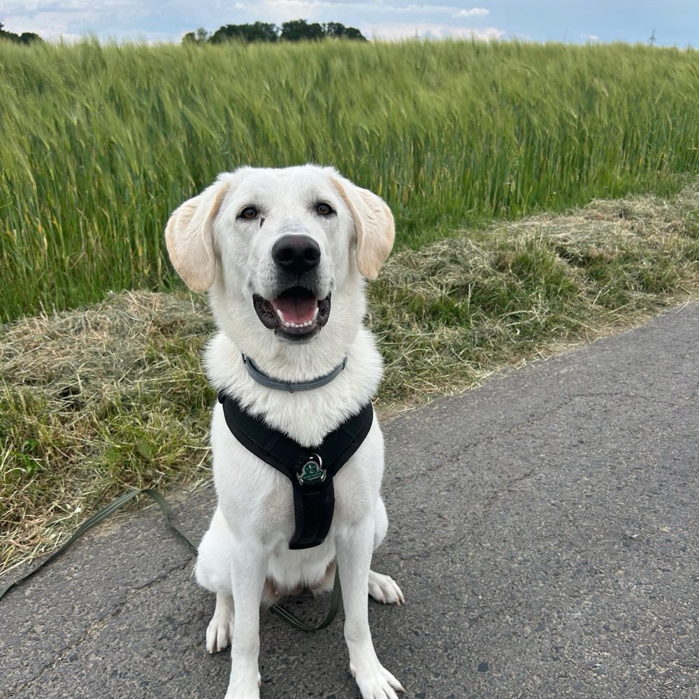 Hundetreffen-Spielkamerad/in und Trainingspartner/in gesucht 🐶-Profilbild
