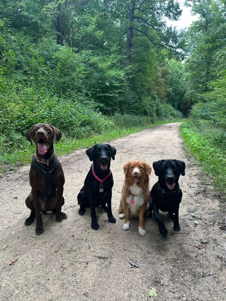 Hundetreffen-Alltagssignale aufbauen-Profilbild
