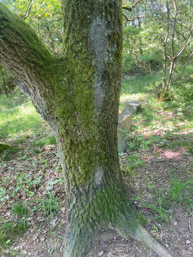 Giftköder-Eichenprozessionsspinner-Profilbild