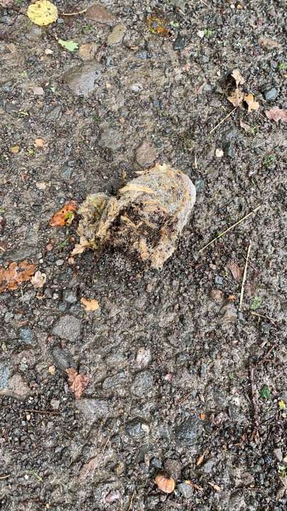 Giftköder-Eichenprozessionsspinnernester-Profilbild