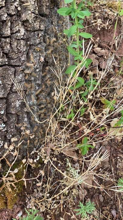 Giftköder-Eichenprozessionsspinner-Profilbild