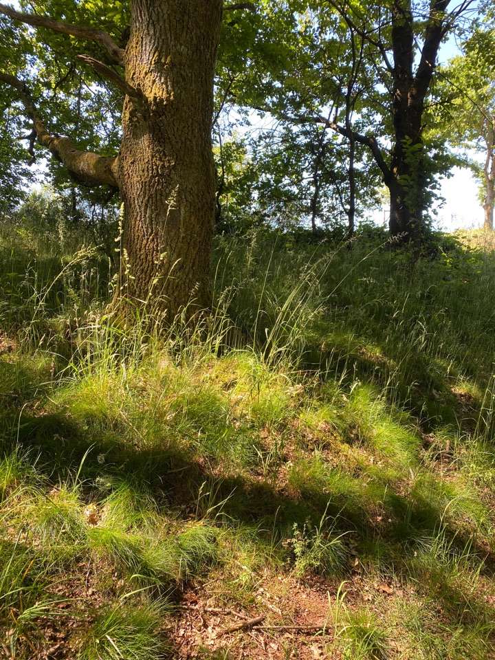 Giftköder-Eichenprozessionsspinner-Profilbild