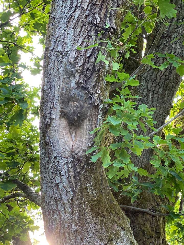 Giftköder-Eichenprozessionsspinner-Profilbild