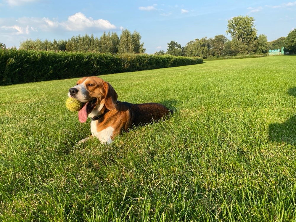 Suchmeldung-Pablo-Profilbild