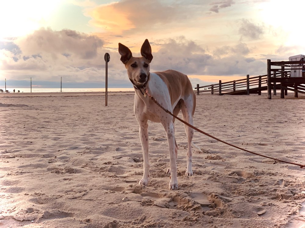 Hundetreffen-Windhund treffen-Profilbild