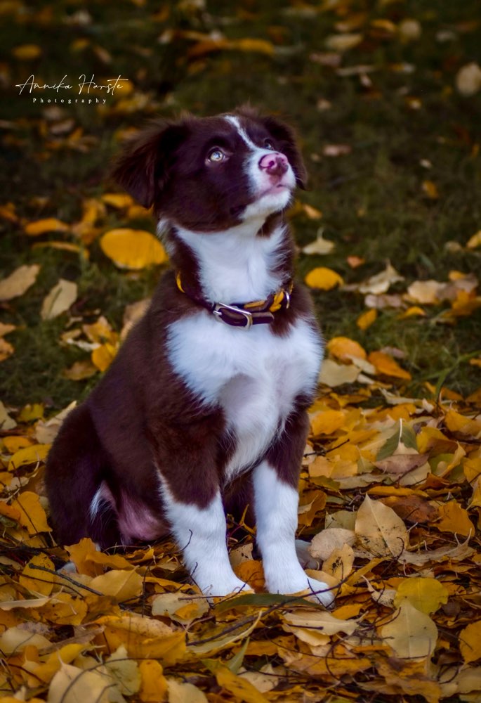 Hundetreffen-Welpenspielstunde-Profilbild