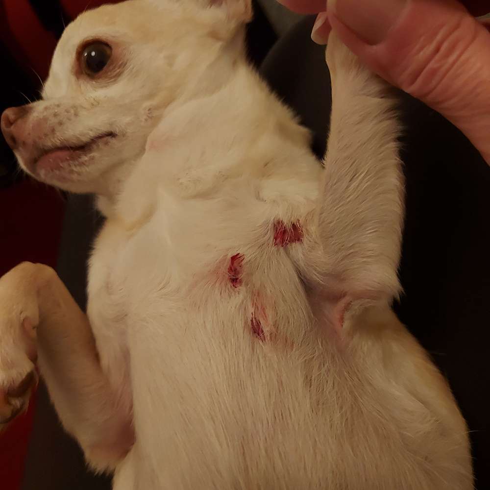 Giftköder-Fuchsangriff-Profilbild