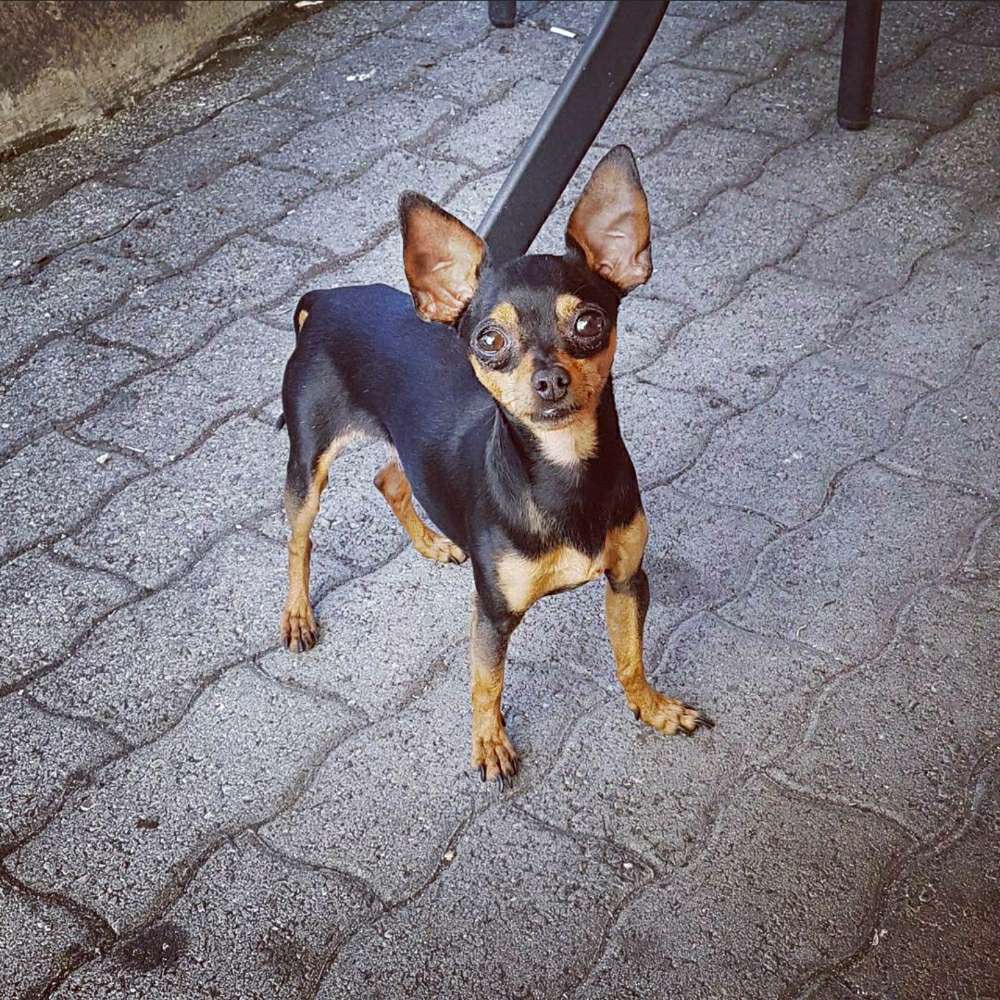 Hundetreffen-Paul sucht Freunde zum spielen🐾 (kleine Hunde)-Profilbild