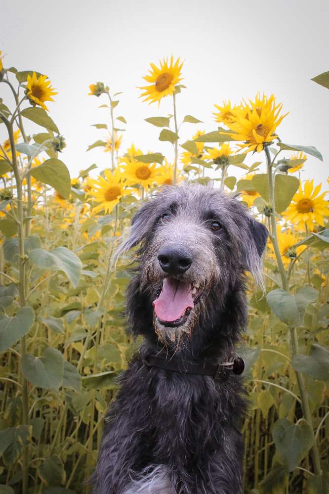 Hundetreffen-Gassi- und Tobepartner-Profilbild