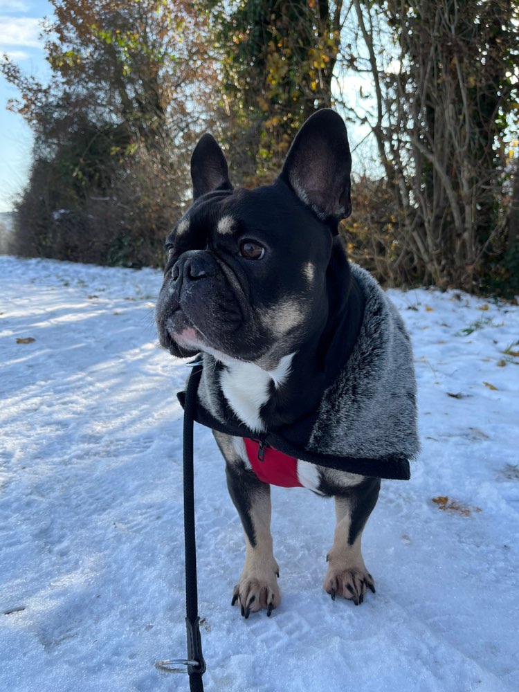 Hundetreffen-Spielpartner-Profilbild