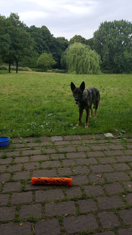 Hundetreffen-Hundetreffen am Schwani-Profilbild