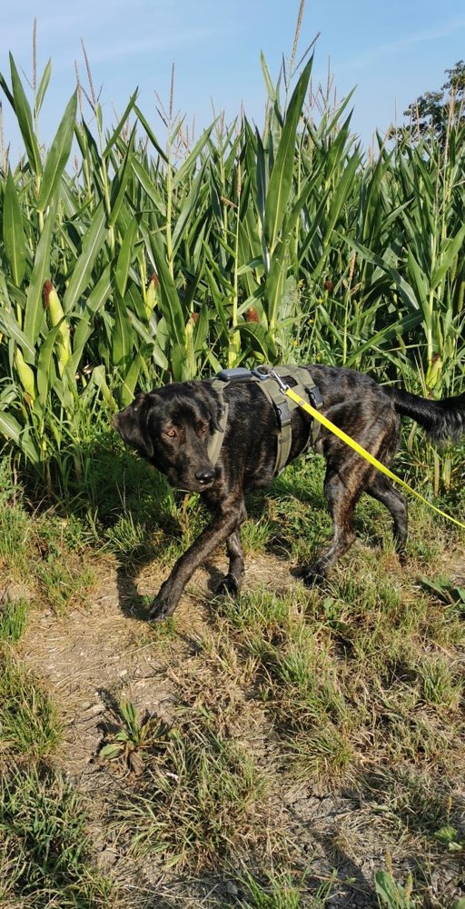 Hundetreffen-Spazieren gehen, spielen, trainieren 🐶-Profilbild