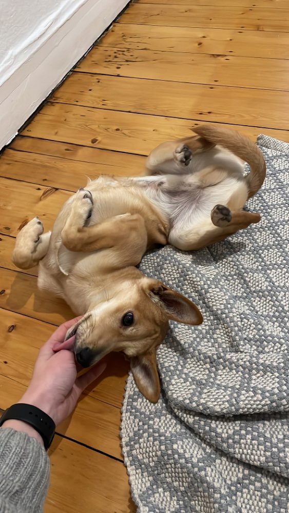 Hundetreffen-Gassi und Play Date in Durlach-Profilbild