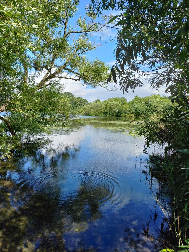 Hundetreffen-Hundetreffen zum spazieren gehen und spielen-Profilbild