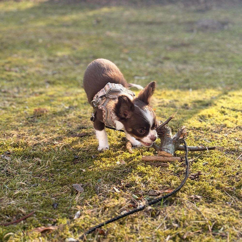 Hundetreffen-Gassi Runde in Hamburh BERGEDORF und Umgebung-Profilbild