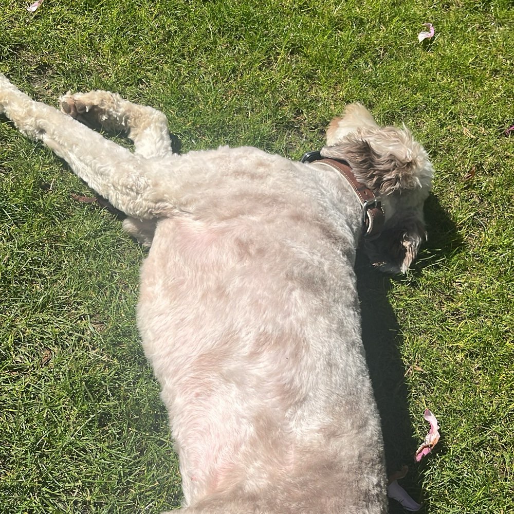 Hundetreffen-Entspannte gassi Runden ca 5km-Profilbild