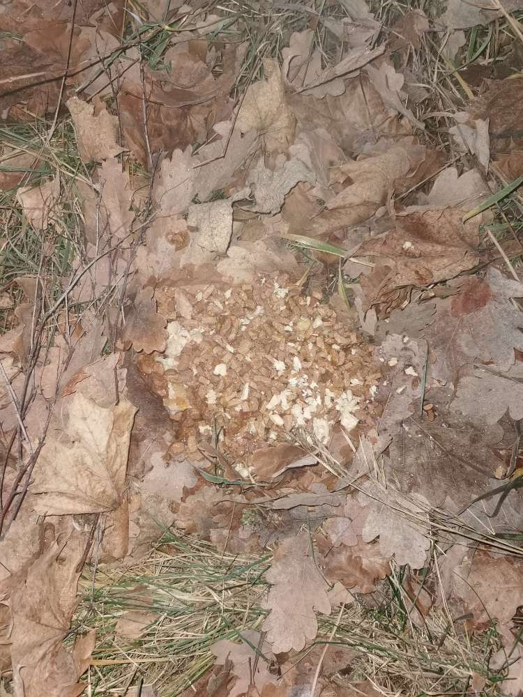 Giftköder-möglicher Giftköder-Profilbild