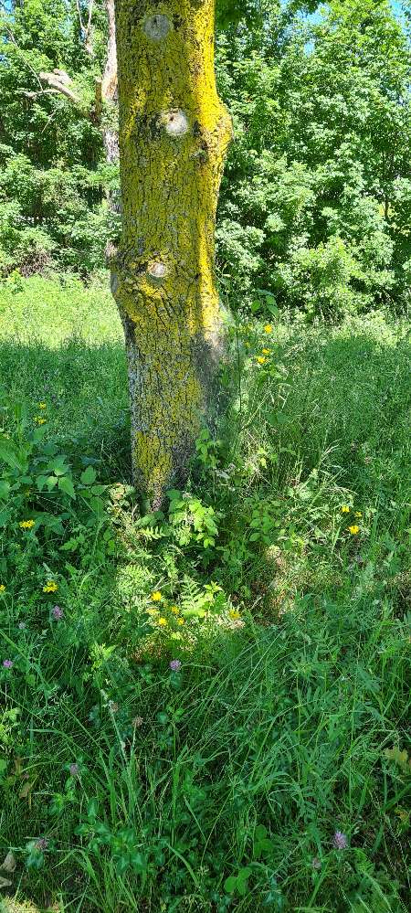 Giftköder-Eichenprozessionsspinner!-Profilbild