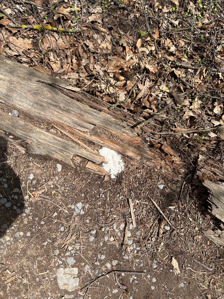 Giftköder-Weißes Pulver bei Treppe Bärenschlössle-Profilbild