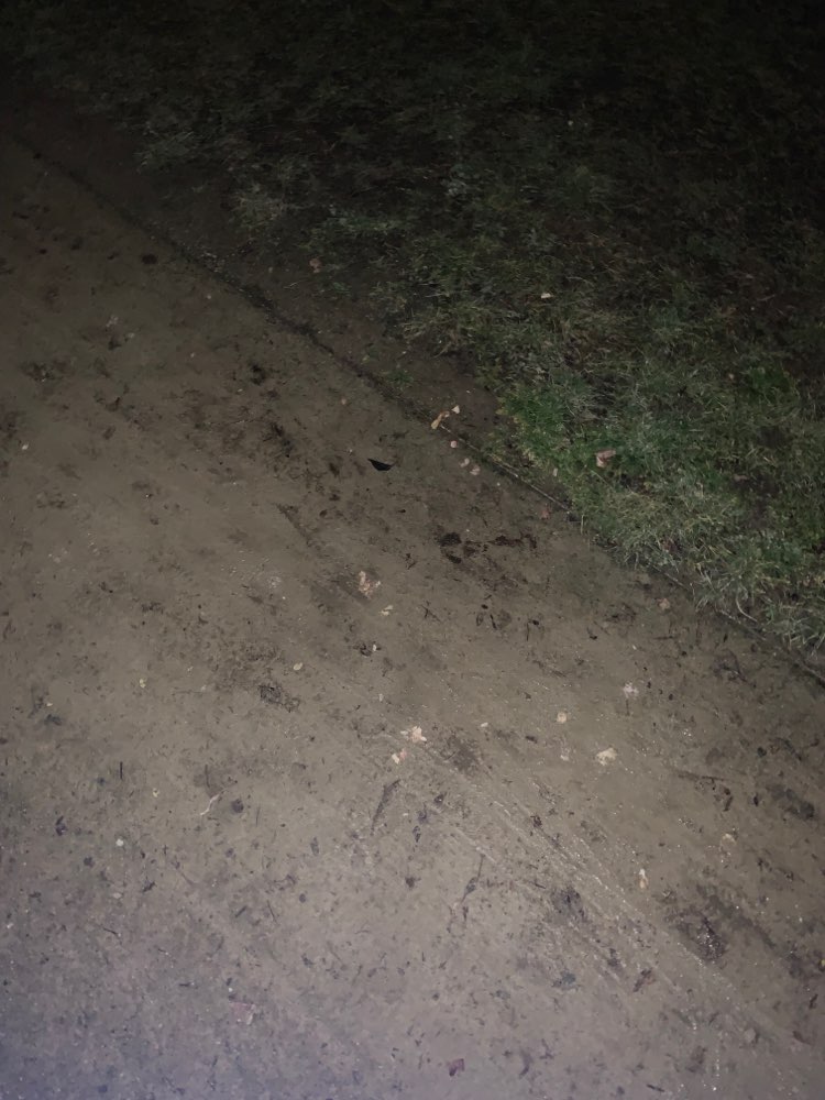 Giftköder-Seltsame Fleischstücke-Profilbild