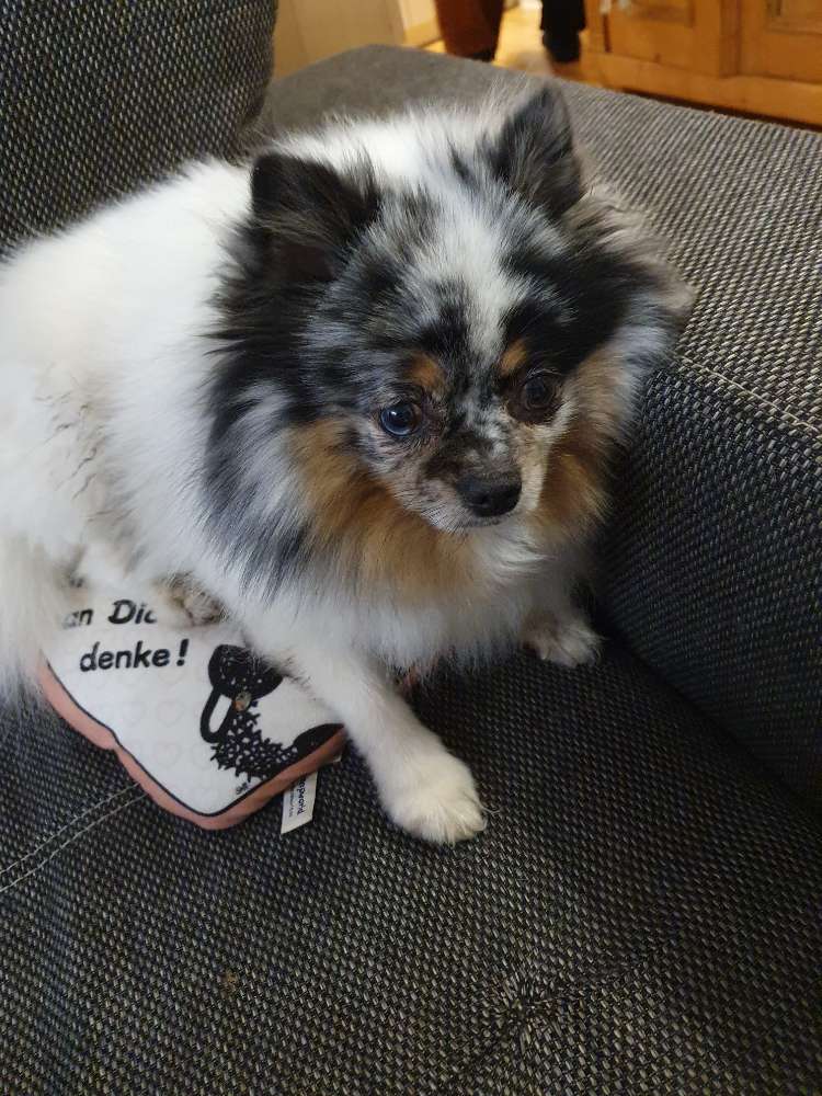 Hundetreffen-Gassi gehen bad waldsee-Profilbild