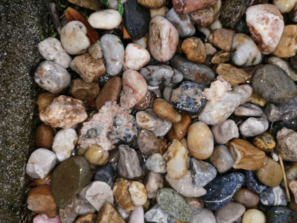 Giftköder-Möglicher Giftköder-Profilbild